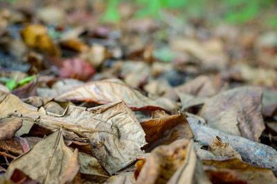 Close-up of dry leaves on ground