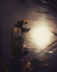 Close-up of plant against sky