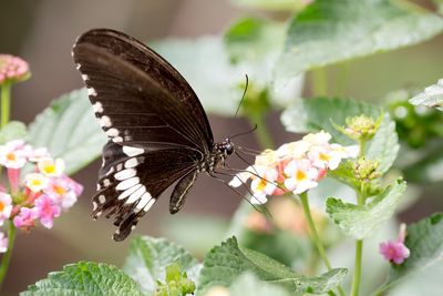 Close-up of butterfly perching on plant