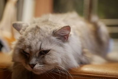 Close-up portrait of a cat