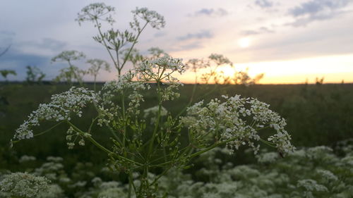 Close-up of fresh plants on field against sky