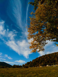 Trees on field against sky during autumn