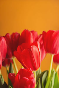 Red tulips on a yellow bright background. spring seasonal flowers. holiday symbol.
