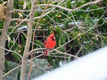 Close-up of bird perching on branch