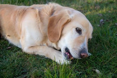 Close-up of dog lying on grass
