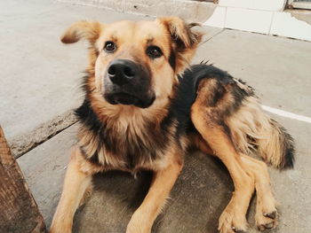 High angle portrait of dog sitting on floor