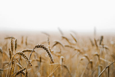 Close-up of stalks in field against clear sky