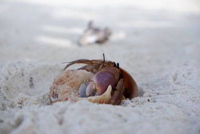 Close-up of crab on sand