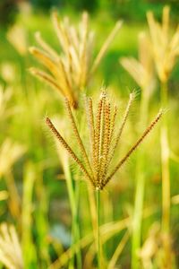 Close-up of stalks in field