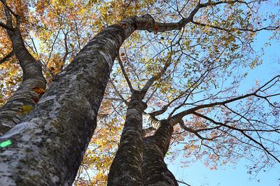 Low angle view of trees against sky