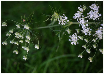 Close-up of plants
