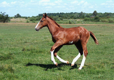 Horse standing in field