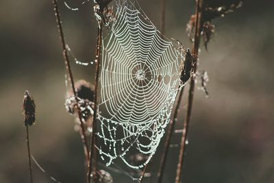 Close-up of spider on web