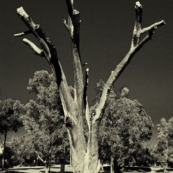Low angle view of trees
