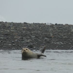 View of a seal lying in the sea