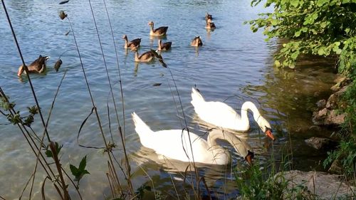 High angle view of swans swimming in lake