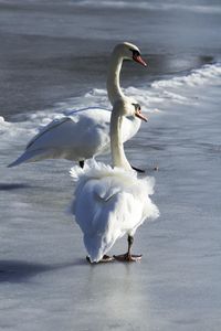 White swan in a sea