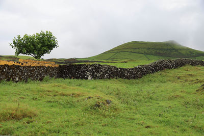 Scenic view of grassy field against sky