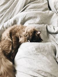 Close-up of dog sleeping on bed at home