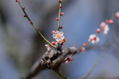 Close-up of cherry blossom on branch