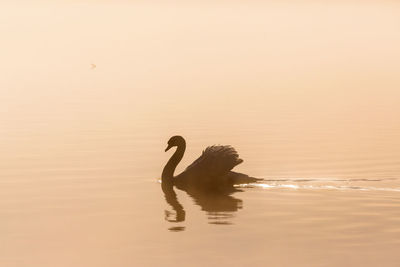Duck swimming in a lake
