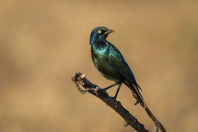 Close-up of bird perching on branch