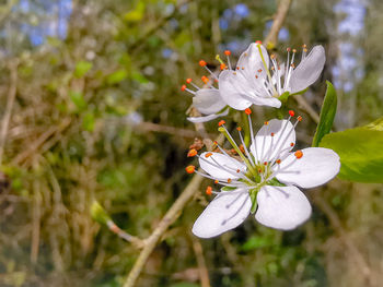 Close-up of white flowering plant