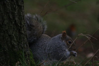 Close-up of squirrel