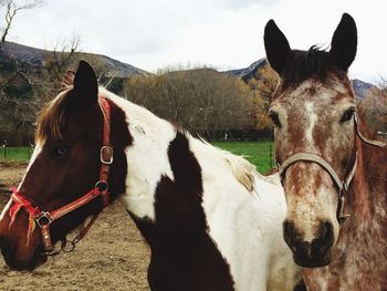 Close-up of horse on field