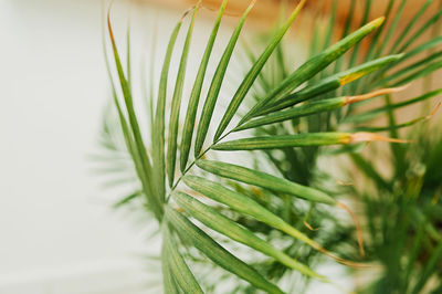 Selective focus huge leaves of a green houseplant. growing flowers and landscaping your home space