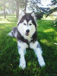 Portrait of dog on field