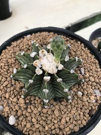 High angle view of potted plant in container