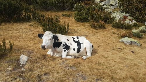 High angle view of cow on field