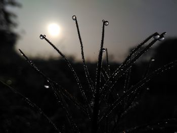 Close-up of plants against sky