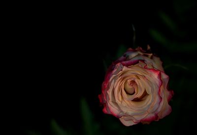 Close-up of pink rose against black background