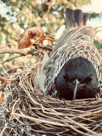 Close-up of birds in nest