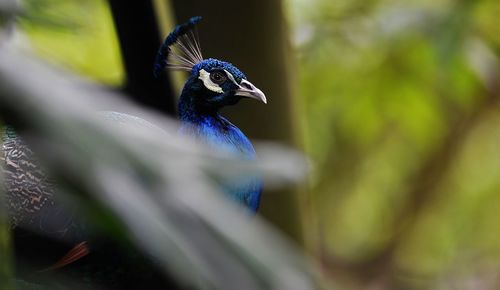 Side view of peacock