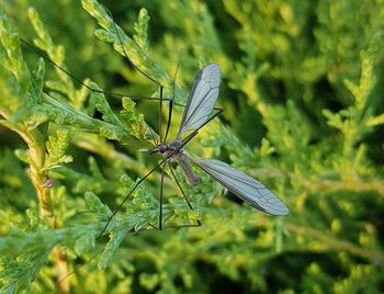 Close-up of grasshopper perching on plant