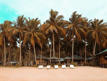 Palm trees on beach against sky