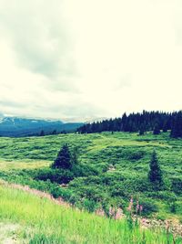 Scenic view of field against cloudy sky