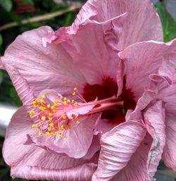 Close-up of pink flowering plant