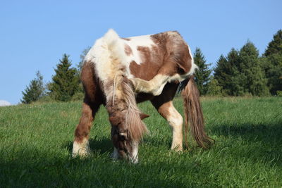 Horse grazing in a field