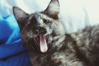 Close-up of cat yawning