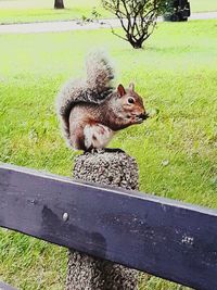 Close-up of squirrel on bench