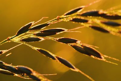 Close-up of plant during sunset