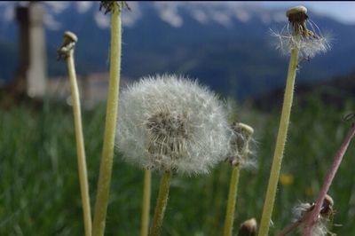 Close-up of dandelion