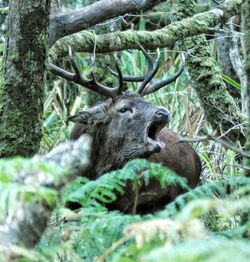 View of deer in forest