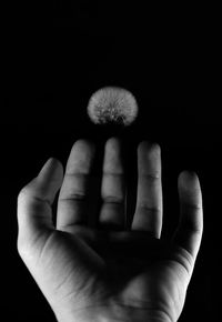 Close-up of hand holding dandelion against black background