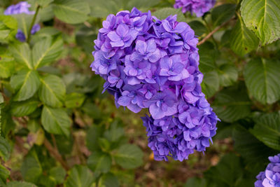 flowering plant