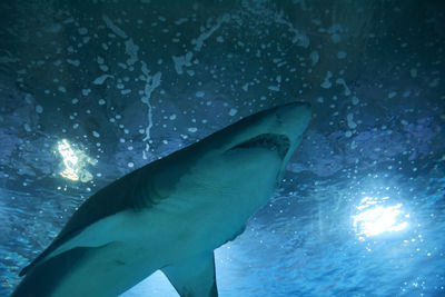 Close-up of fish swimming in sea